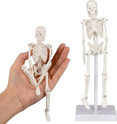 3D Educational Human Skeleton Model for Kids