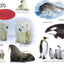 My First Animals – Interactive Tabbed Board Book for Early Discovery