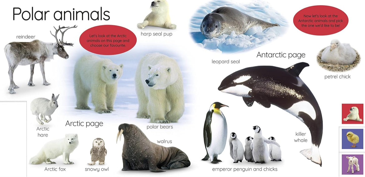 My First Animals – Interactive Tabbed Board Book for Early Discovery