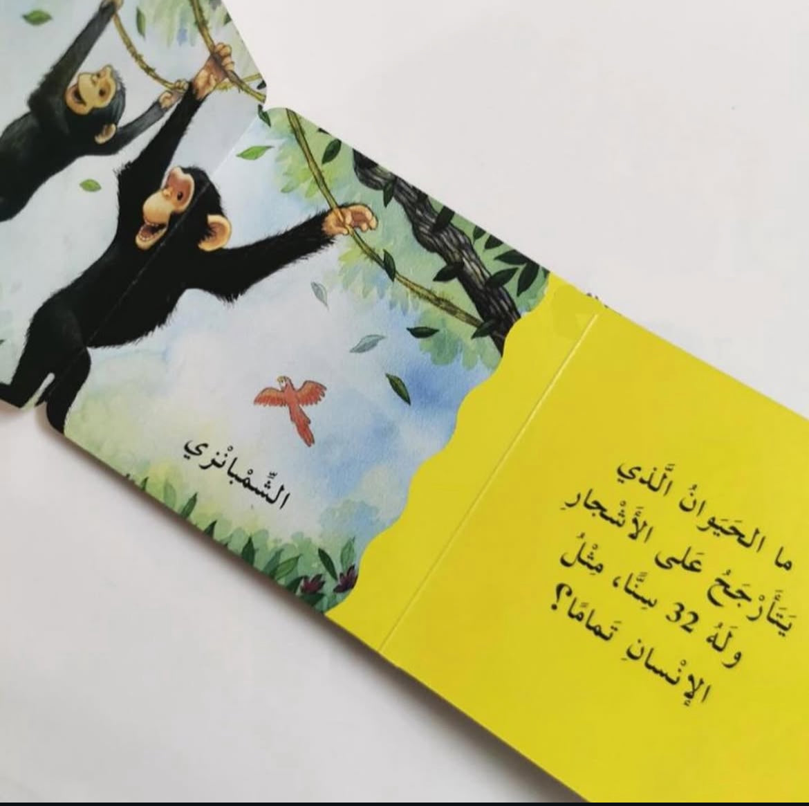 أسنان من هذه؟ - سلسلة لمن هذا؟ - ورق مُقوّى