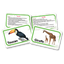 Animals kingdom flashcards - fluffy bear