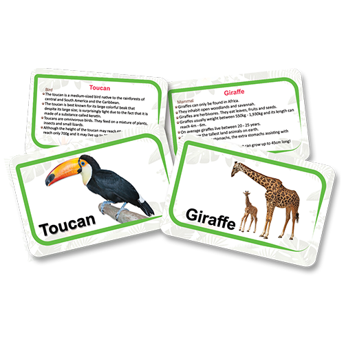 Animals kingdom flashcards - fluffy bear