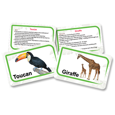 Animals kingdom flashcards - fluffy bear