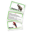 Animals kingdom flashcards - fluffy bear