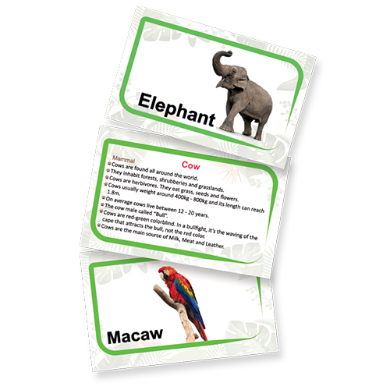 Animals kingdom flashcards - fluffy bear