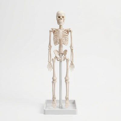 3D Educational Human Skeleton Model for Kids